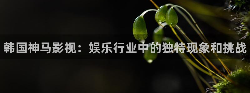 欧美午夜片一二三区：韩国神马影视：娱乐行业中的独特现象和挑战