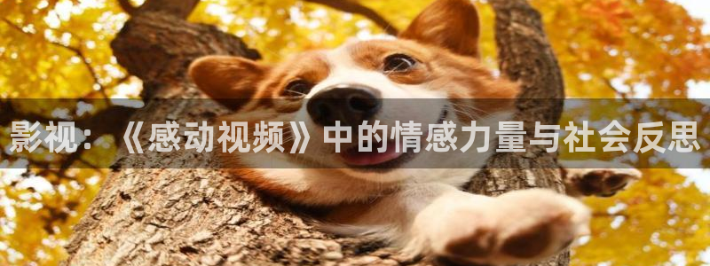 av天堂电影网午夜：影视：《感动视频》中的情感力量与社会反思