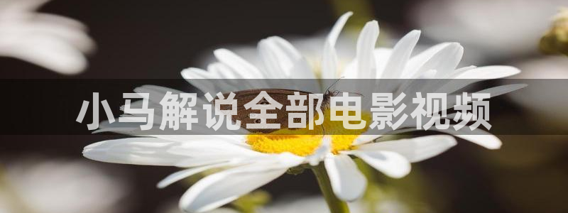 2020午夜影院：小马解说全部电影视频