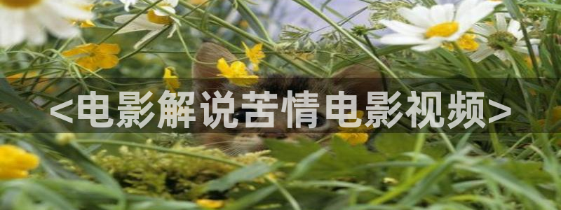 秋霞网 午夜：<电影解说苦情电影视频>