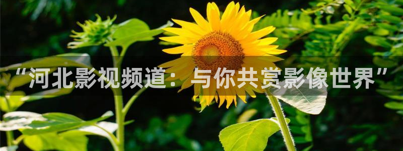 神马午夜伦理视频：“河北影视频道：与你共赏影像世界”